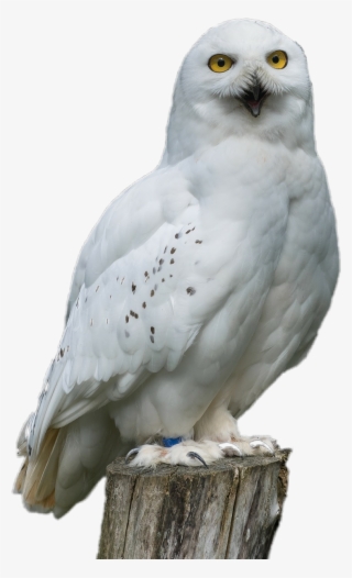White Sticker - Snowy Owl
