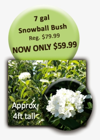 504 X 720 1 - Logitech Harmony One