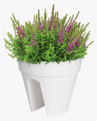 Home > Collection > Loft Urban Flower Bridge - Malaysia Indoor Plants