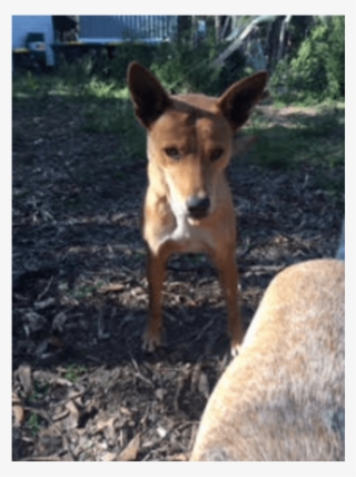 Donate To Petrescue - Aspin