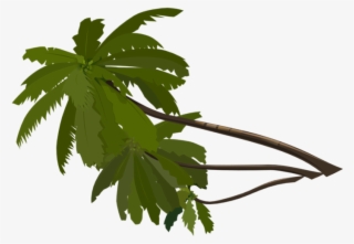 No Frame - Pacific Bleeding Heart