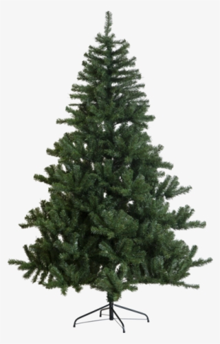 Real Christmas Tree Plain