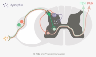 Itching To Understand Dynorphin By Knowing Neurons