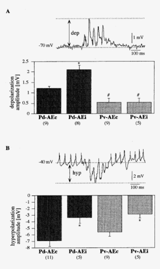 Amplitude Of The Responses Of Ae Neurons Contralateral - Diagram