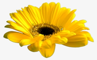 Free Png Download Yellow Flower Crown Transparent Png - African Daisy