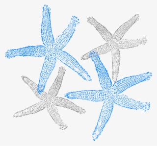 Original Png Clip Art File Starfish Prints Svg Images