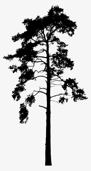 Big Image - Georgia Pine