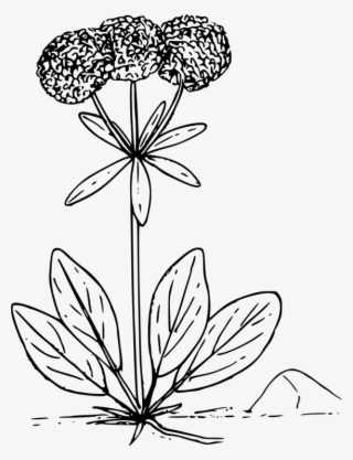Floral Design Wildflower Drawing - Wild Flower Png Vector
