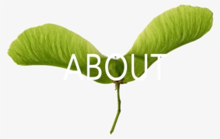 About Green Propeller About Green Propeller
