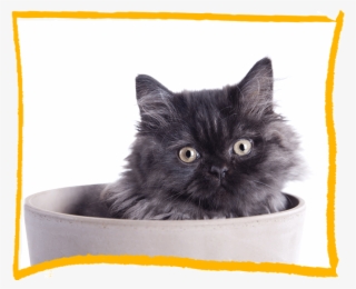 Cat Discovery Longhair - Domestic Long-haired Cat