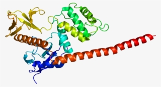 Protein Msn Pdb 1e5w - Moesina