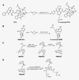 Hydroxyl Group And Succinic Anhydride