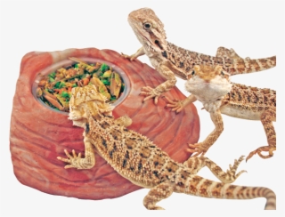 Image Description - Gekkonidae