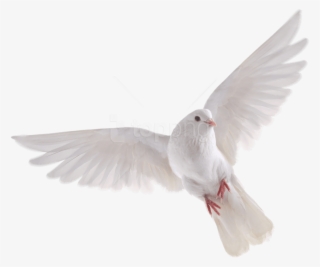 Free Png Download Bird Png Images Background Png Images - White Dove No Background