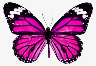 Borboletas Sticker - Monarch Butterfly High Resolution