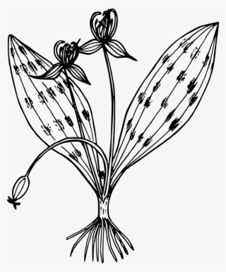Oregon Slinkpod - Lily Family