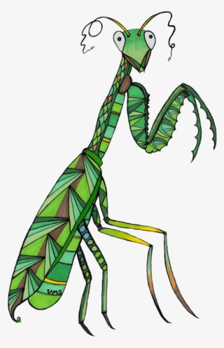 Avel The Patient Praying Mantis