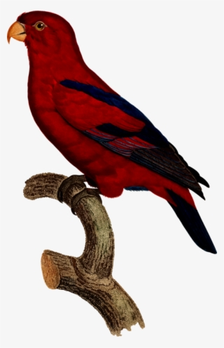 All Photo Png Clipart - Macaw