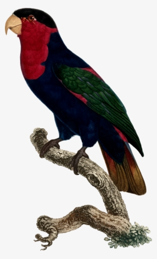 All Photo Png Clipart - Parrot