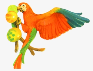 Parrot