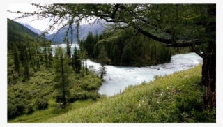 Shortleaf Black Spruce