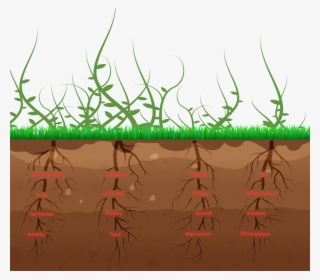 Differences Between Fm & Tm - Grass