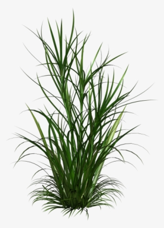 Photo Ld Amh Grass 4 Zps2d0934f4 - Transparent Weeds Png