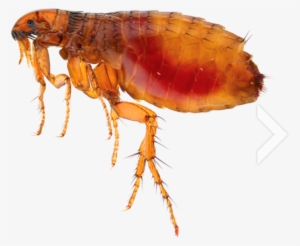 Flea Png - Insects Flea