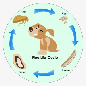 Best Flea Prevention For Dogs - Flea