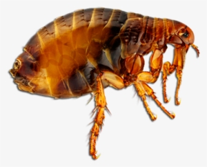 Fleas By Valerie Bodden