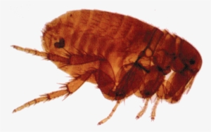Flea Png
