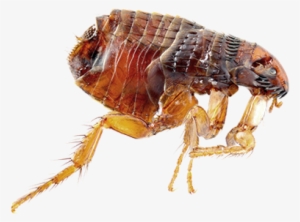 Binatang Kecil Penghisap Darah