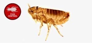 Flea Png Photo - Que Enfermedad Transmite La Pulga