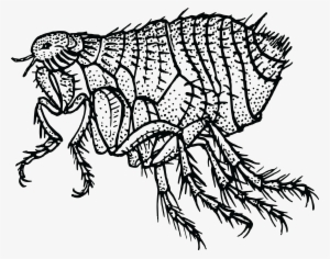 Jpg Black And White Library Flea Png Black And White - Fleas Clip Art