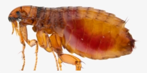 Fleas - Cat And Dog Flea