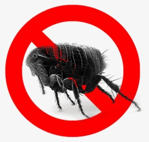 Kill Fleas