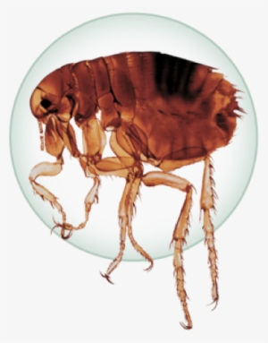 Adult Flea - Animales Perjudiciales Al Hombre