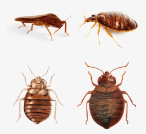 Clip Art Free Stock Insects Transparent Png Images - Bed Bug Illustration