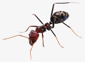Numbers - Ant Png
