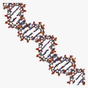 Dna String Model - Dna Strings