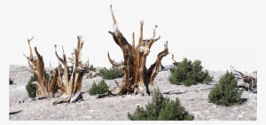 Dead Bristlecone Pines Stand Among Limber Pine Trees - Driftwood