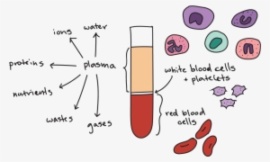 Components Of Blood