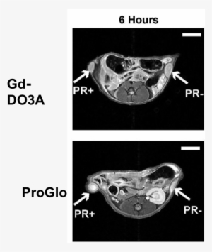 Bilateral Flank Tumors Were Grown In A Mouse Model - Kevingston Rugby