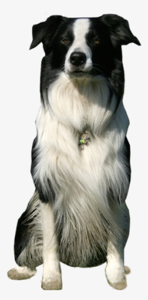 Why Choose A Border Collie To Be The Star Of Your Ecard - Border Collie Dog Png