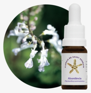 Abundancia - Fsg - Florais De Saint Germain