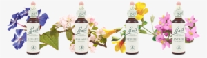 Essências Florais De Bach