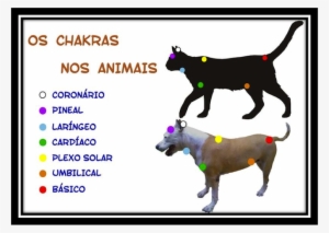 Caes Florais - Bob Cat Compared To Regular Cat