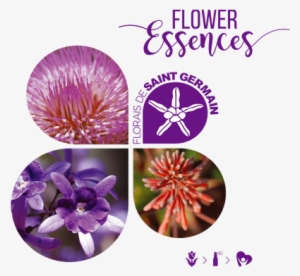 Neide Margonari - Herbal Essentuality Hand Made Bath Bomb, 4.0 Oz.