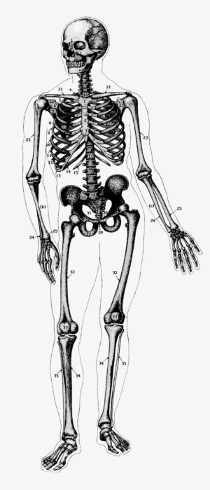 Ghost Tour, I Cup, My Cup Of Tea, Skeleton, Caption, - Skeleton Diagram Transparent Background