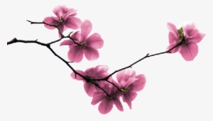 Florais - Branche D Arbre En Fleur